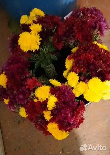 Цветы садовые дубок хрезантемный