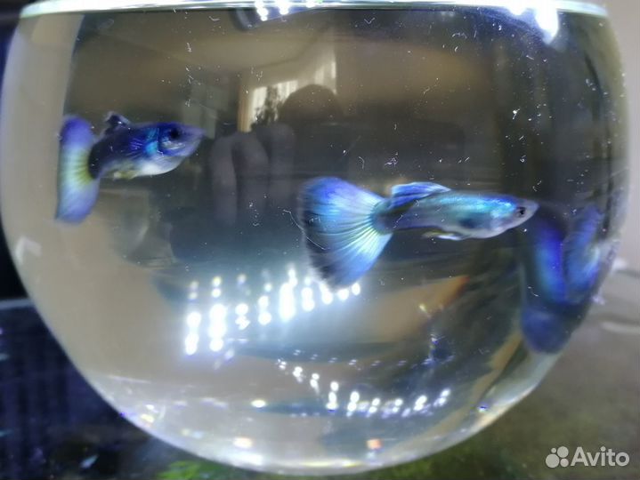 Гуппи-гибрид малахита и черно-синей