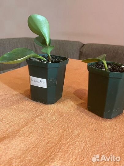 Комнатные цветы