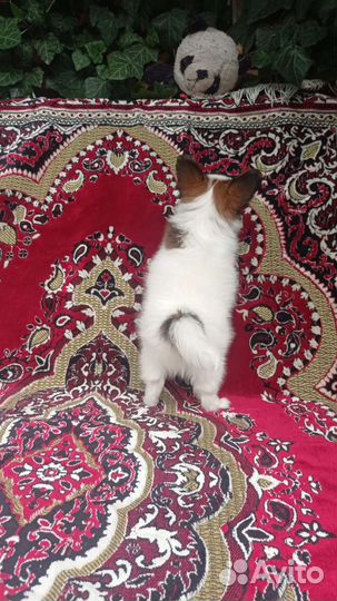 Щенки папийона