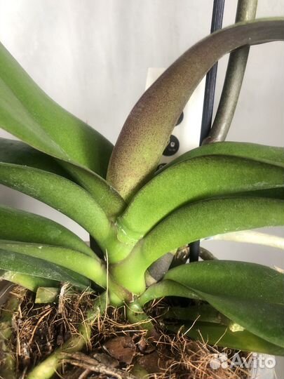 Орхидея фаленопсис биг лип