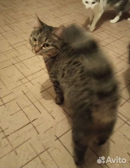 Молодая кошечка ищет дом