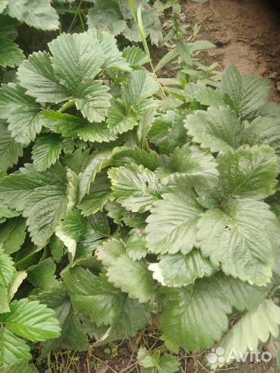 Ремонтантная малина