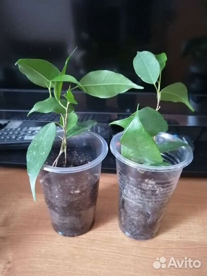 Комнатные цветы