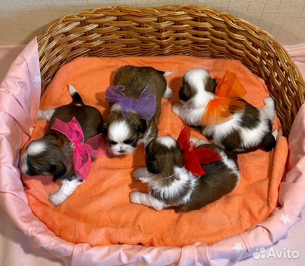 Очаровательные щенки ши-тцу