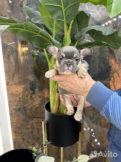 Французский бульдог щенок мальчик
