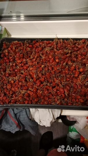 Чайный сбор, зверобой трава, облепиха, шиповник