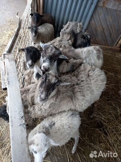 Овцы бараны