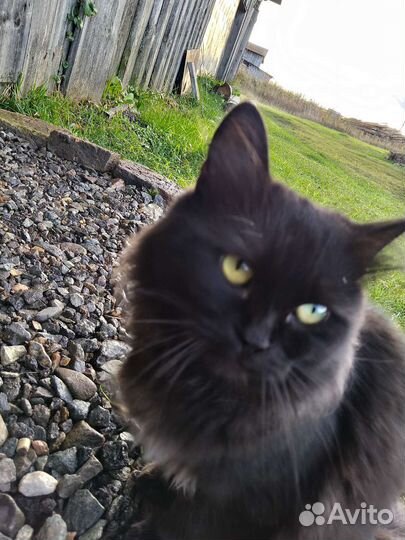 Взрослый кот