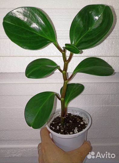 Пеперомия туполистная и перескиелистная