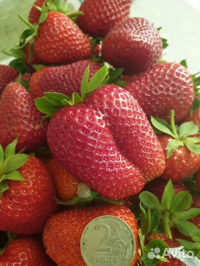 Рассада клубники Кабрилло зкс