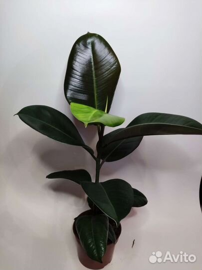 Фикус эластика робуста