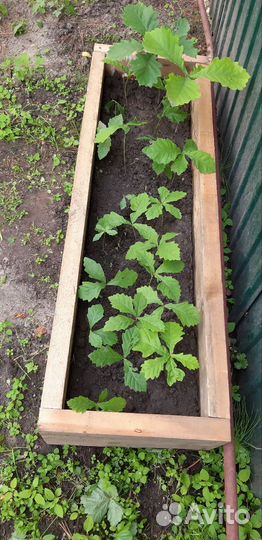 Дуб дальневосточный