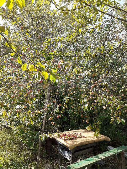 Участок 8 сот. (ИЖС)