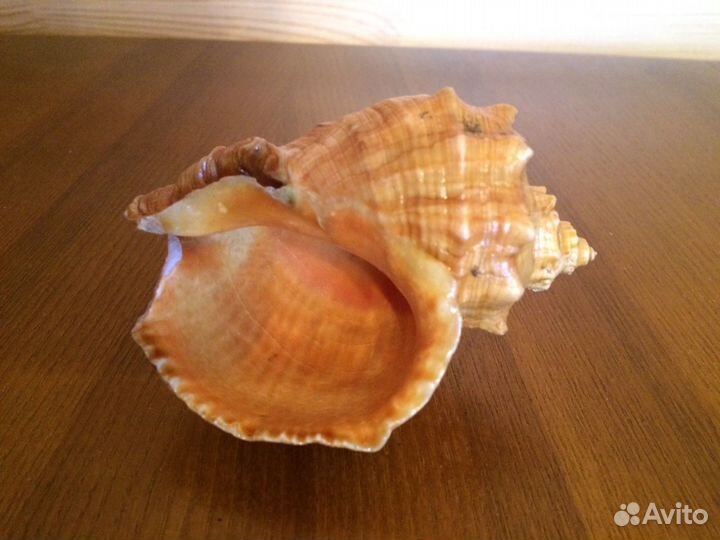 Ракушки и фигурка для аквариума или для интерьера