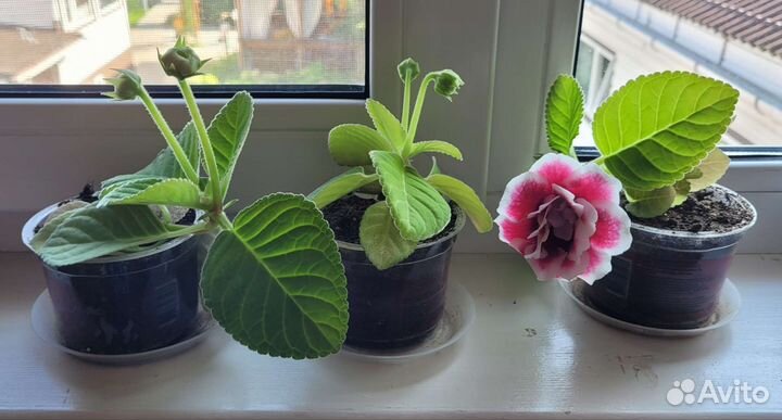 Глоксиния махровая