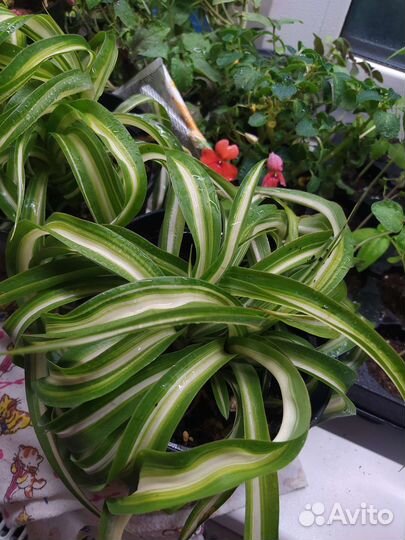 Хлорофитум