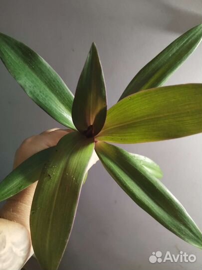 Традесканция рэо