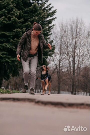 Кинолог/Хендлинг/Дерессировка собак