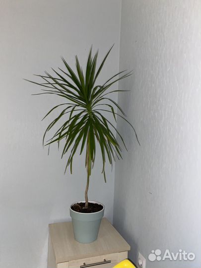 Пальма драцена