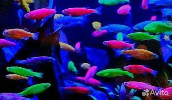 Есть новые рыбки