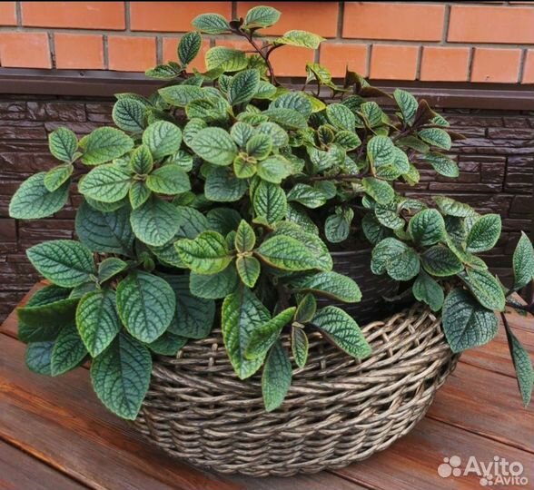 Цветы для сада