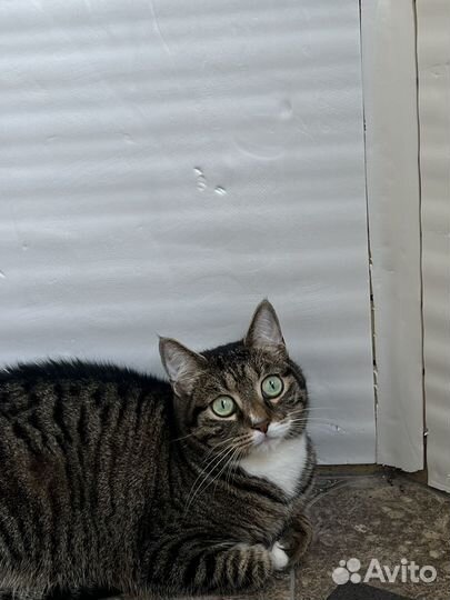 Котик в добрые руки