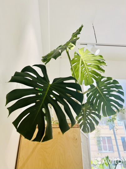 Монстера делициоза