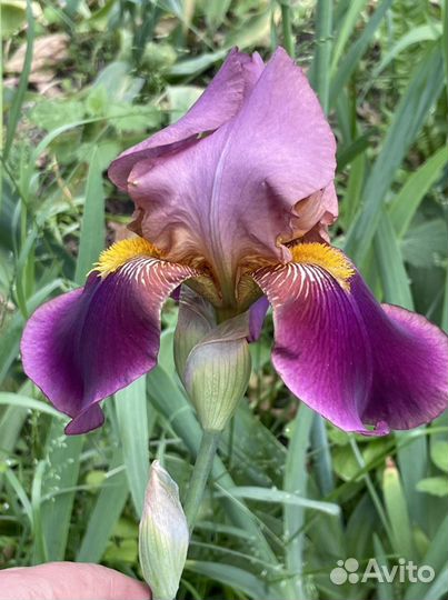 Ирис и др многолетники(заказы на приобретение)