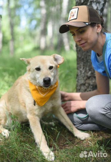 Добрая, нежная собака в заботливые руки