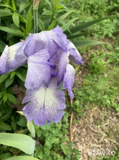 Ирисы бородатые