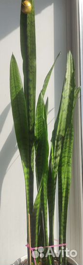 Сансевиерия