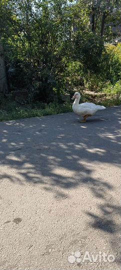 Мускусные утки