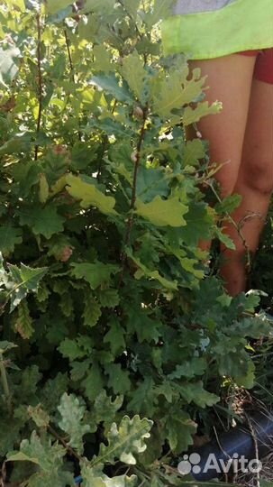 Саженцы сеянцы Дуб черешчатый