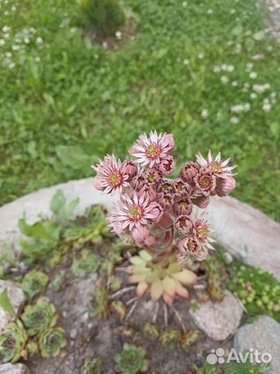 Цветы для сада