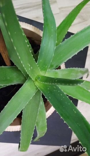 Толстянка Алоэ