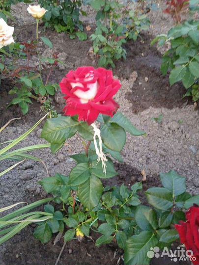 Чайно гибридные розы