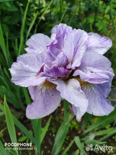 Ирис сибирский