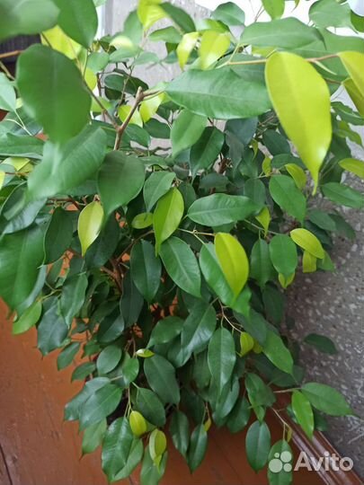 Фикус бенджамина большой