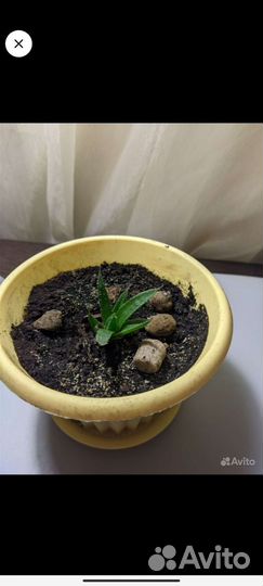 Суккуленты