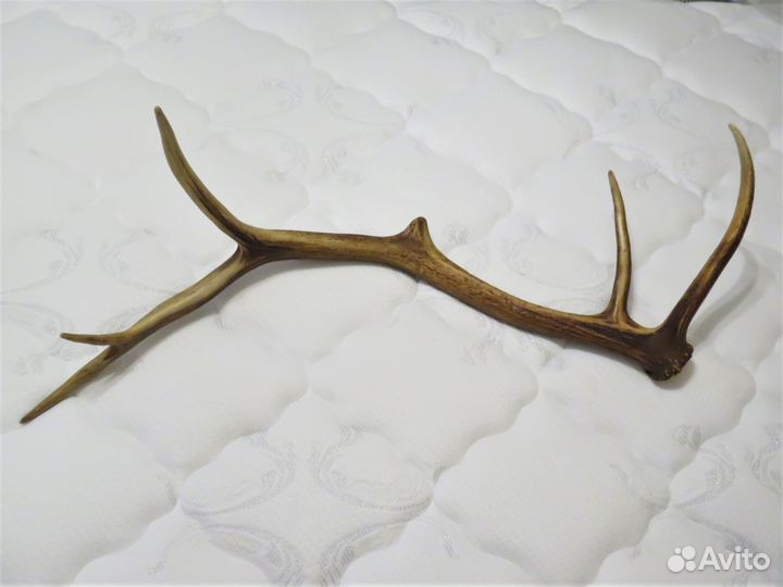Рога оленя на деревянном постаменте