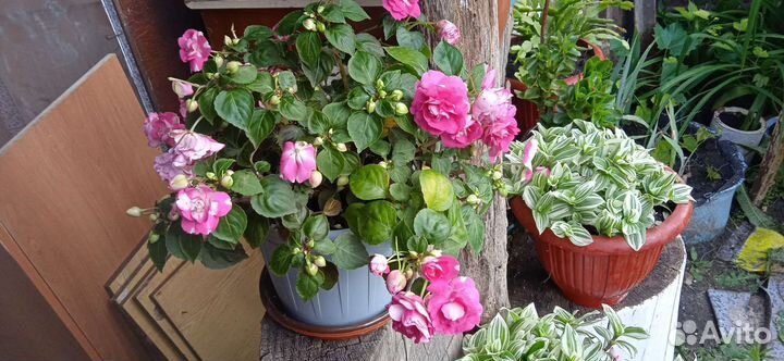 Отростки бальзамина