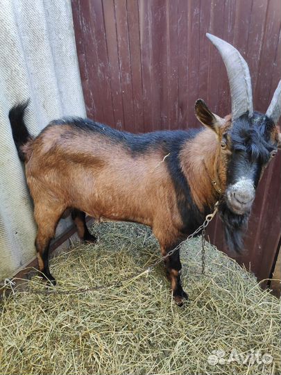 Козёл на племя