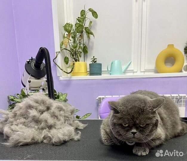 Стрижка котов и кошек экпресс линька