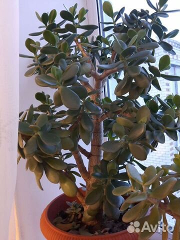 Денежное дерево