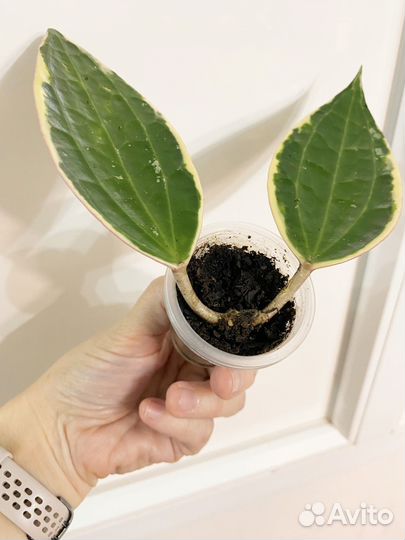 Хойя макрофилла альбомаргината