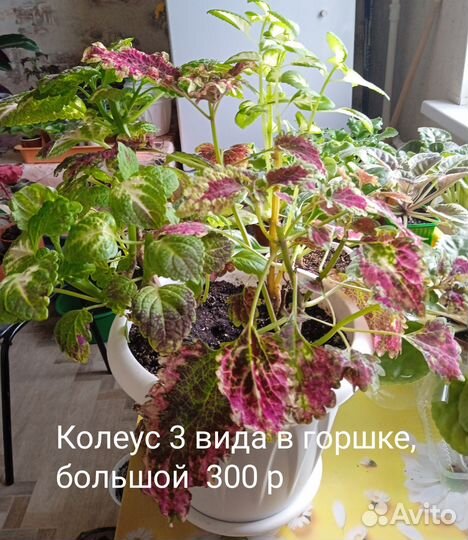 Домашние растения, строманта, колеус, хирита