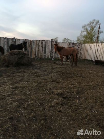 Лошадь жеребая