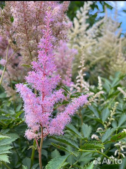 Астильба (Astilbe) многолетняя