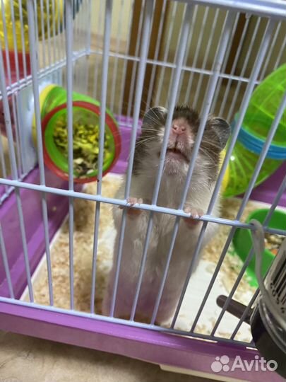 Сирийский хомяк с клеткой